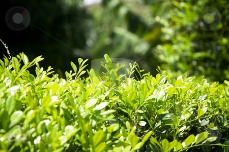 To use this stock image in your creative project, please select the size you need over to the right and click the "Add to Cart" button.
Your downloaded image will come with the Cutcaster watermark removed so don’t worry about the watermark you see on this page. Fresh bushy green leaves. stock photo, Fresh green bushy leaves background in the wood by Gowtum Bachoo