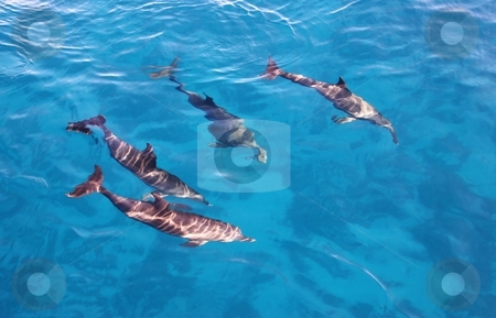 Group of dolphins in the sea Group of dolphins in the sea stock photo, Group of playful dolphins in the bright blue sea by Oleg Blazhyievskyi