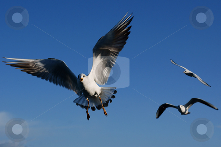 Flying seagull Flying seagull stock photo, A close up of seagull in Turkey by Marco Tomasini