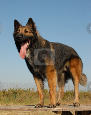To use this stock image in your creative project, please select the size you need over to the right and click the "Add to Cart" button.
Your downloaded image will come with the Cutcaster watermark removed so don’t worry about the watermark you see on this page. Belgian shepherd tervuren stock photo, Beautiful purebred belgian shepherd tervueren upright on a table by Bonzami Emmanuelle