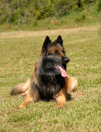 To use this stock image in your creative project, please select the size you need over to the right and click the "Add to Cart" button.
Your downloaded image will come with the Cutcaster watermark removed so don’t worry about the watermark you see on this page. Tervueren stock photo, Portrait of purebred tervueren by Bonzami Emmanuelle
