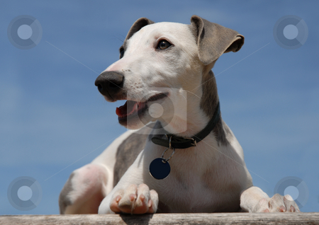 Young whippet Young whippet stock photo, Portrait of a puppy whippet by Bonzami Emmanuelle