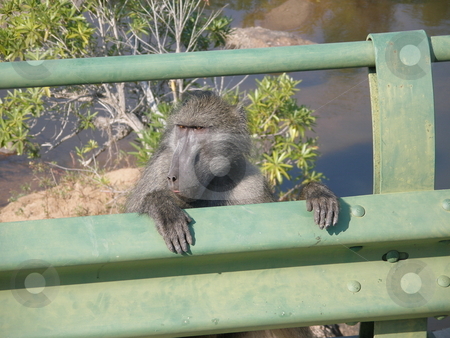To use this stock image in your creative project, please select the size you need over to the right and click the "Add to Cart" button.
Your downloaded image will come with the Cutcaster watermark removed so don’t worry about the watermark you see on this page. Baboon stock photo, A baboon in Africa by Pascal RATEAU