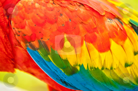 Feather Feather stock photo, Colorful macaw feathers by Jack Young