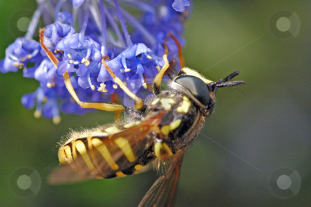 To use this stock image in your creative project, please select the size you need over to the right and click the "Add to Cart" button.
Your downloaded image will come with the Cutcaster watermark removed so don’t worry about the watermark you see on this page. Wasp stock photo, Inverted wasp on lilac flower by Steve Mann