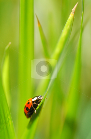 Ladybug Ladybug stock photo, An uphill struggle for a tiny ladybug by Steve Mann