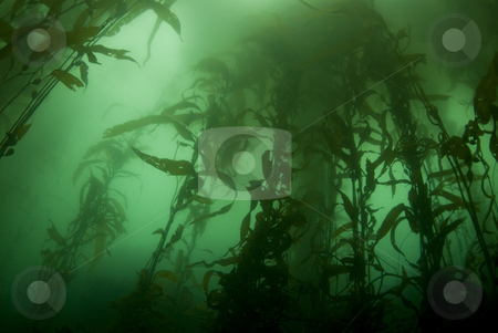 To use this stock image in your creative project, please select the size you need over to the right and click the "Add to Cart" button.
Your downloaded image will come with the Cutcaster watermark removed so don’t worry about the watermark you see on this page. Kelp Forest Landscape stock photo, Giant Kelp Forest (Macrocystis pyrifera) underwater off California by A Cotton Photo