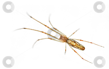 To use this stock image in your creative project, please select the size you need over to the right and click the "Add to Cart" button.
Your downloaded image will come with the Cutcaster watermark removed so don’t worry about the watermark you see on this page. Spider macro stock photo, Isolated long legged spider close-up by Steve Mann