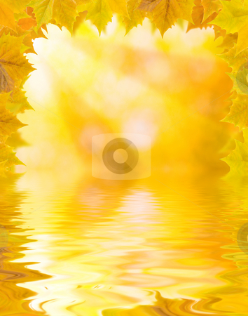 Beautiful golden leaves Beautiful golden leaves stock photo, Beautiful golden leaves in autumn with reflection by Julian Weber
