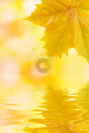 Beautiful golden leaves Beautiful golden leaves stock photo, Beautiful golden leaves in autumn with reflection by Julian Weber