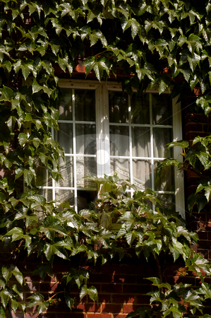 Creeping ivy Creeping ivy stock photo, Cottage window almost covered with creeping ivy by Steve Mann