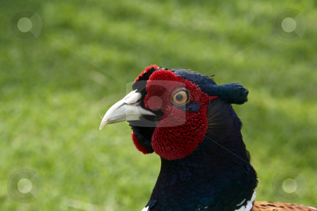 To use this stock image in your creative project, please select the size you need over to the right and click the "Add to Cart" button.
Your downloaded image will come with the Cutcaster watermark removed so don’t worry about the watermark you see on this page. Pheasant stock photo, A Pheasant with grass in the background by Mark Bond