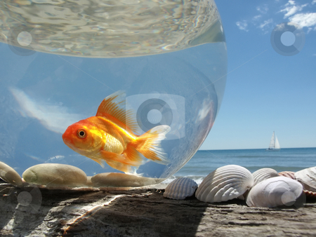 Goldfish on Holiday Goldfish on Holiday stock photo, A Goldfish in its aquarium on the beach, prisoner of this glass bubble ... by Fred DE BAILLIENCOURT