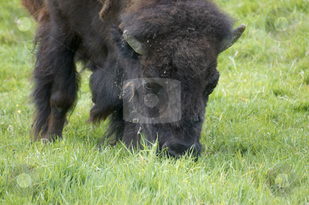 To use this stock image in your creative project, please select the size you need over to the right and click the "Add to Cart" button.
Your downloaded image will come with the Cutcaster watermark removed so don’t worry about the watermark you see on this page. Bison stock photo, An american bison or american buffalo close up. by Mark Bond