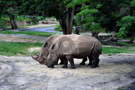 Rhinoceros in the wild. Rhinoceros in the wild. stock photo, High resolution photo of two rhinos in the wild. by Fernando Barozza
