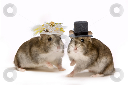 Pictures Of Hamsters To Print. Two little hamsters wearing