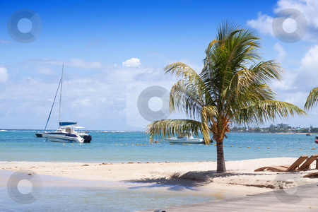 To use this stock image in your creative project, please select the size you need over to the right and click the "Add to Cart" button.
Your downloaded image will come with the Cutcaster watermark removed so don’t worry about the watermark you see on this page. Coconut palm tree on tropical beach stock photo, Coconut palm tree growing on the tropical beach of Albion on the island of Mauritius. by Gowtum Bachoo