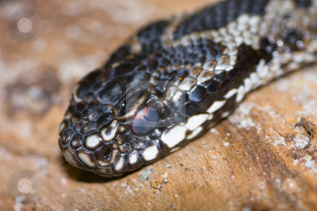 Adder Adder stock photo, by Bo Valentino