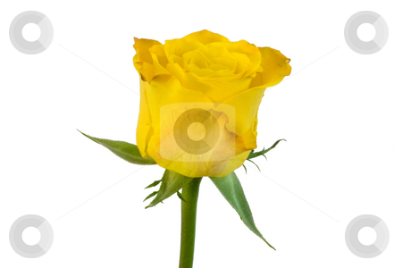 Yellow rose Yellow rose stock photo, by Bo Valentino