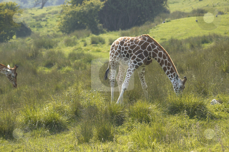 To use this stock image in your creative project, please select the size you need over to the right and click the "Add to Cart" button.
Your downloaded image will come with the Cutcaster watermark removed so don’t worry about the watermark you see on this page. Giraffe stock photo, A Giraffe feeding on the grass in wildlife park in England by Mark Bond