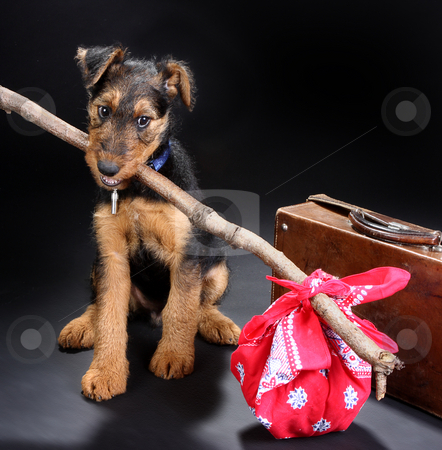 To use this stock image in your creative project, please select the size you need over to the right and click the "Add to Cart" button.
Your downloaded image will come with the Cutcaster watermark removed so don’t worry about the watermark you see on this page. Travelling terrier stock photo, 8 weeks old little airedale terrier puppy dog ready for travelling by Anneke