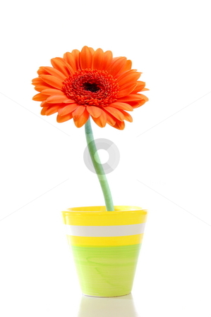 Flower in pot Flower in pot stock photo, Beautyful summer flower in pot with copyspace by Gunnar Pippel