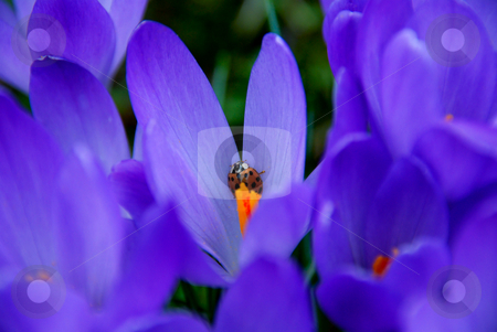Ladybird Ladybird stock photo, Ladybird on purple crocus leaf in spring by Valentyna Chukhlyebova