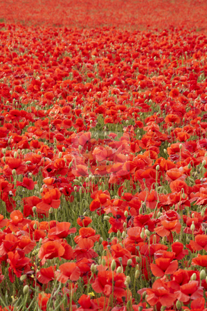 Poppies Poppies stock photo, A field of poppies in the Kent countryside by Mark Bond