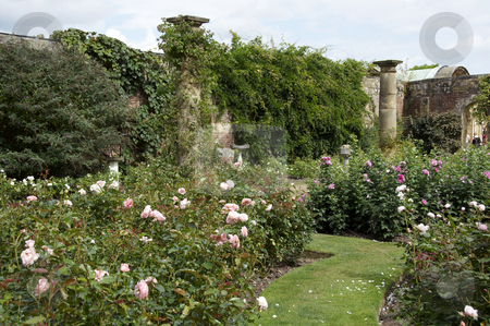 Rose garden Rose garden stock photo, An English country rose garden in summer by Mark Bond