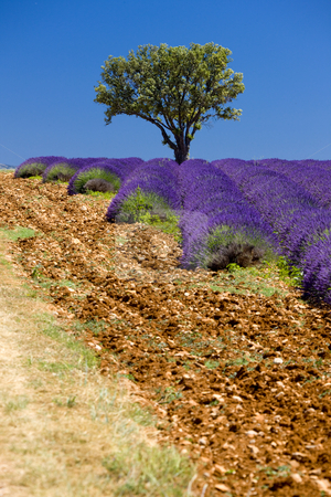 To use this stock image in your creative project, please select the size you need over to the right and click the "Add to Cart" button.
Your downloaded image will come with the Cutcaster watermark removed so don’t worry about the watermark you see on this page. Lavender field stock photo, Lavender field with a tree, Provence, France by Richard Semik
