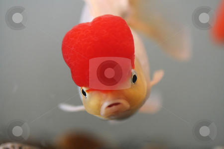 To use this stock image in your creative project, please select the size you need over to the right and click the "Add to Cart" button.
Your downloaded image will come with the Cutcaster watermark removed so don’t worry about the watermark you see on this page. Goldfish stock photo, Red cap goldfish, close up by Suprijono Suharjoto