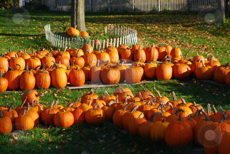 At the pumpkin patch At the pumpkin patch stock photo, Lots of pumpkins for sale at the pumpkin patch. by Christy Thompson