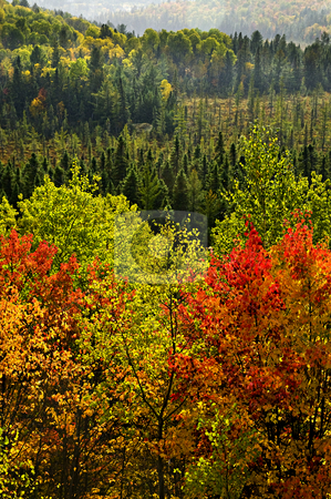 Fall forest rain storm Fall forest rain storm stock photo, High view of fall forest with colorful trees in rain storm by Elena Elisseeva