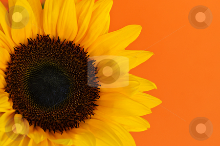 To use this stock image in your creative project, please select the size you need over to the right and click the "Add to Cart" button.
Your downloaded image will come with the Cutcaster watermark removed so don’t worry about the watermark you see on this page. Sunflower closeup stock photo, Close up of sunflower flower on orange background by Elena Elisseeva