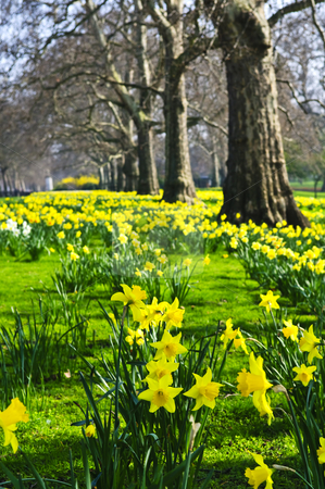 Daffodils in St. James's Park Daffodils in St. James's Park stock photo, Blooming daffodils in St James's Park in London by Elena Elisseeva