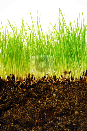 Earth and grass Earth and grass stock photo, Growing grass with roots in earth in close-up by Tudor Antonel adrian