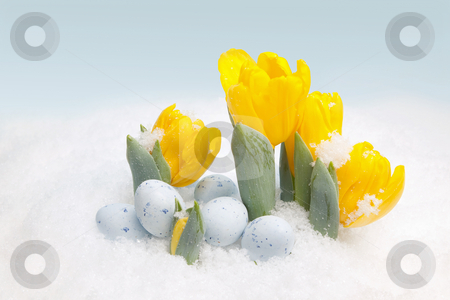 To use this stock image in your creative project, please select the size you need over to the right and click the "Add to Cart" button.
Your downloaded image will come with the Cutcaster watermark removed so don’t worry about the watermark you see on this page. Easter snow stock photo, Easter eggs and yellow tulips in the snow by Anneke