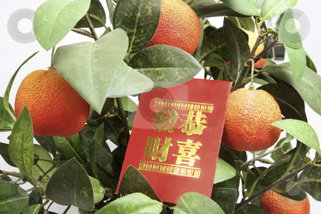 Tangerine Plant with Red Packet Tangerine Plant with Red Packet stock photo, Close Up of Tangerine Plant with Red Packet by Lai Leng Yiap