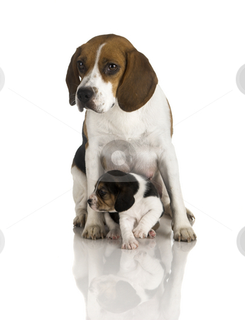 Beagle dog stock photo, picture of a beagle mom protecting is son by Beagle dog stock photo, picture of a beagle mom protecting is son by