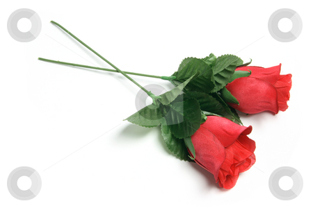 To use this stock image in your creative project, please select the size you need over to the right and click the "Add to Cart" button.
Your downloaded image will come with the Cutcaster watermark removed so don’t worry about the watermark you see on this page. Red Roses stock photo, Red Roses on Isolated White Background by Lai Leng Yiap