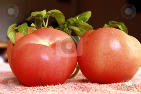 To use this stock image in your creative project, please select the size you need over to the right and click the "Add to Cart" button.
Your downloaded image will come with the Cutcaster watermark removed so don’t worry about the watermark you see on this page. Two tomatoes. stock photo, Closeup of ripe tomatoes by Gowtum Bachoo