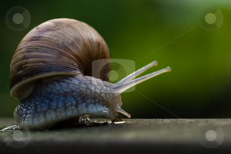 Big Burgundy snail crawling Big Burgundy snail crawling stock photo, Crawling big Burgundy snail after rain on summer evening by Colette Planken-Kooij