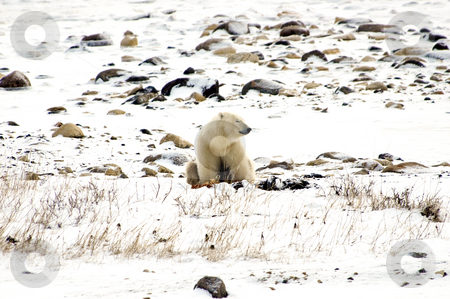 To use this stock image in your creative project, please select the size you need over to the right and click the "Add to Cart" button.
Your downloaded image will come with the Cutcaster watermark removed so don’t worry about the watermark you see on this page. Lone polar bear stock photo, A lone polar bear napping on the tundra by Bonnie Fink