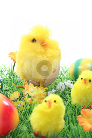 To use this stock image in your creative project, please select the size you need over to the right and click the "Add to Cart" button.
Your downloaded image will come with the Cutcaster watermark removed so don’t worry about the watermark you see on this page. Easter eggs and chicks in a meadow stock photo, Chicks with Easter eggs on a flower meadow by Marén Wischnewski