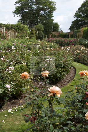 Rose garden Rose garden stock photo, An English country rose garden in summer by Mark Bond