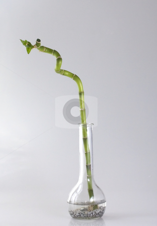 Bamboo Bamboo stock photo, Branch of bamboo in a bowl with water by Fabio Alcini