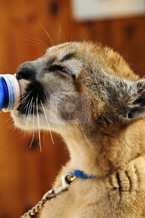 To use this stock image in your creative project, please select the size you need over to the right and click the "Add to Cart" button.
Your downloaded image will come with the Cutcaster watermark removed so don’t worry about the watermark you see on this page. Lunch time stock photo, A young mountain lion drinking from a bottle by Bonnie Fink