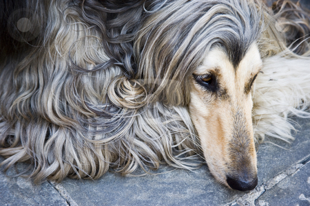 Afghan dog Afghan dog stock photo, Beauty afghan dog relaxing at the Tuscany in Italy by Carlos Sanchez