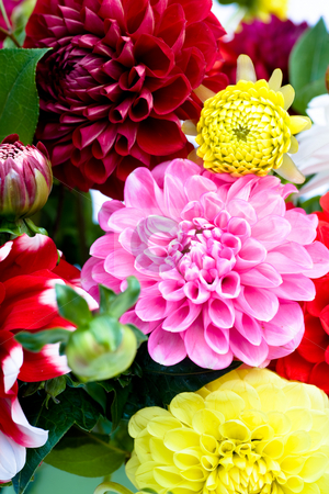 To use this stock image in your creative project, please select the size you need over to the right and click the "Add to Cart" button.
Your downloaded image will come with the Cutcaster watermark removed so don’t worry about the watermark you see on this page. Dahlias bunch stock photo, Bunch of dahlias in front of white surface by Val Thoermer