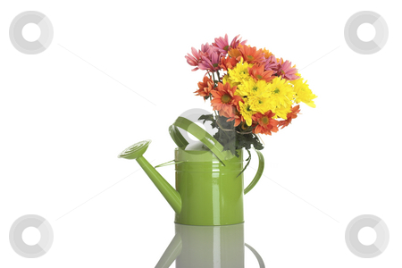 To use this stock image in your creative project, please select the size you need over to the right and click the "Add to Cart" button.
Your downloaded image will come with the Cutcaster watermark removed so don’t worry about the watermark you see on this page. Green watering can with flowers stock photo, Green watering can with flowers isolated on white by ikostudio